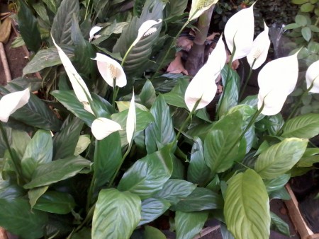 Spathiphyllum wallisii